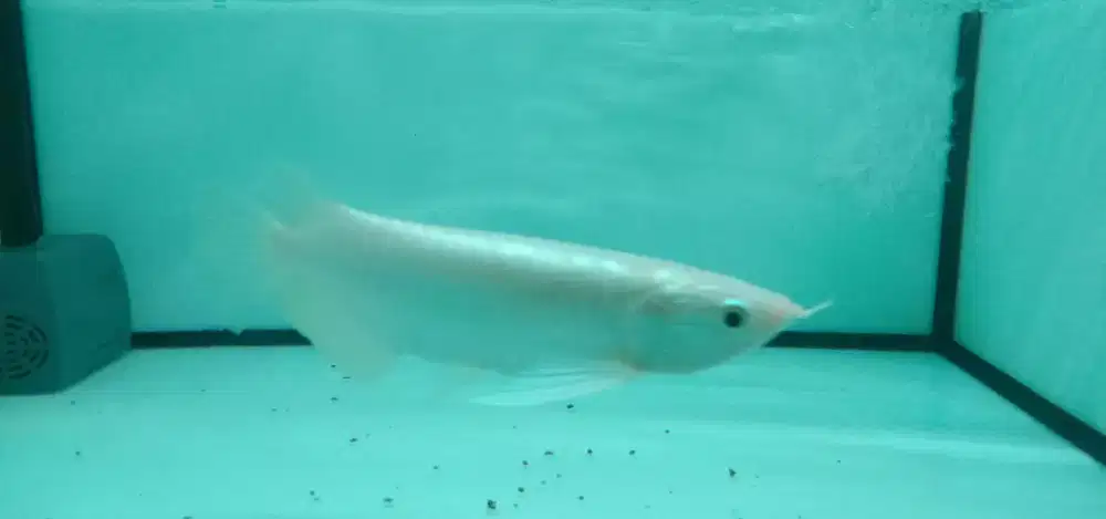 Arwana Grenfino cantik warna Platinum size-+30cm