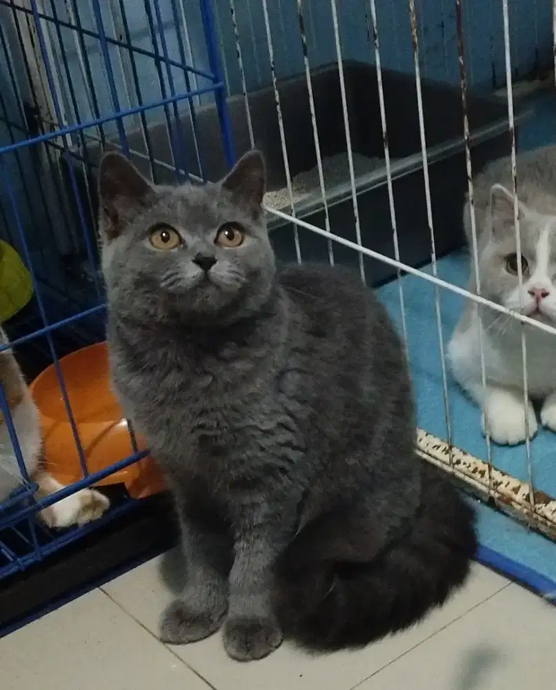 KITTEN BRITISH SHORTHAIR BETINA BLUE 100% PURE