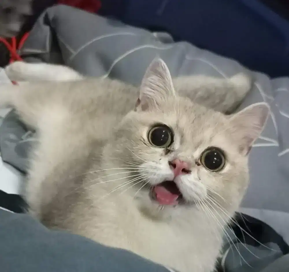 British Shorthair Golden / BSH / Kucing BSH