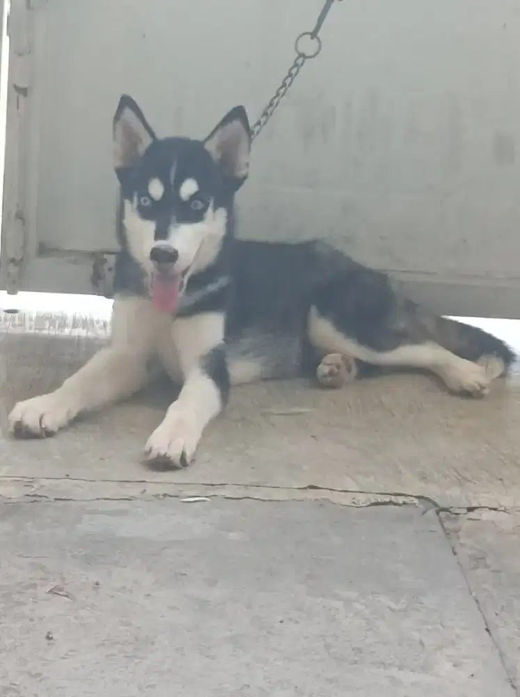 Husky puppies blue eye big bone