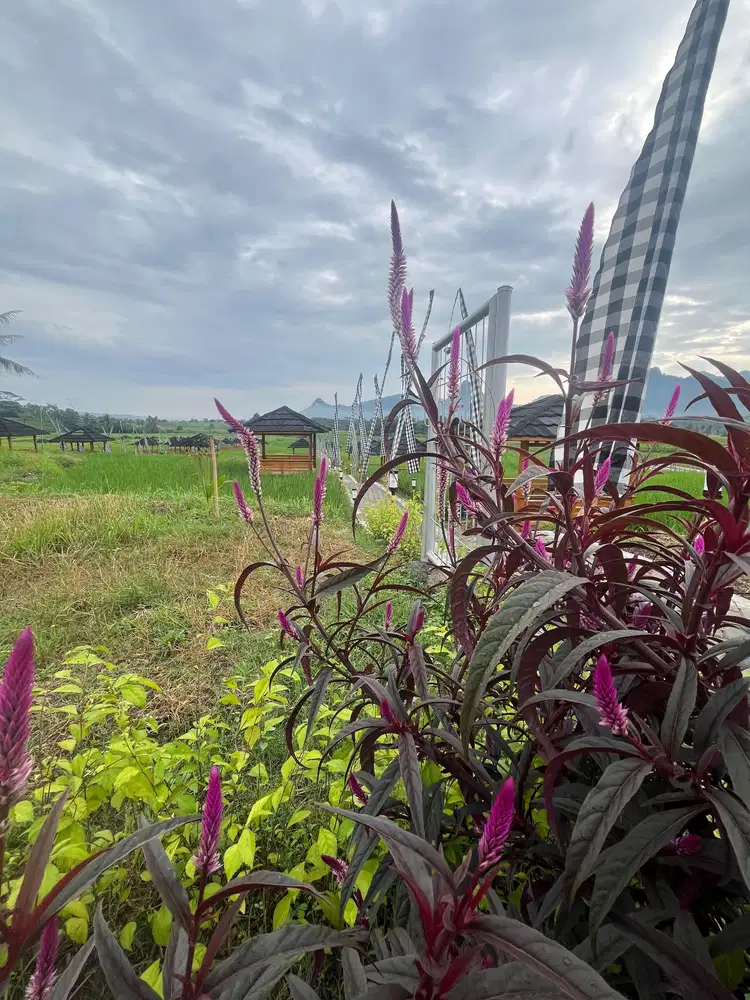 SURVEY SEKARANG TANAH KAVLING