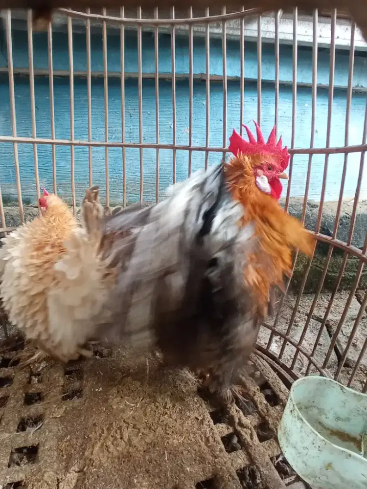 Ayam hias chochin walik