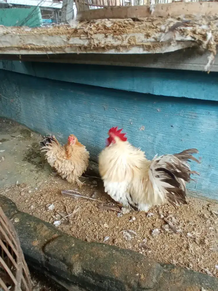 Ayam kate chochin walik sepasang