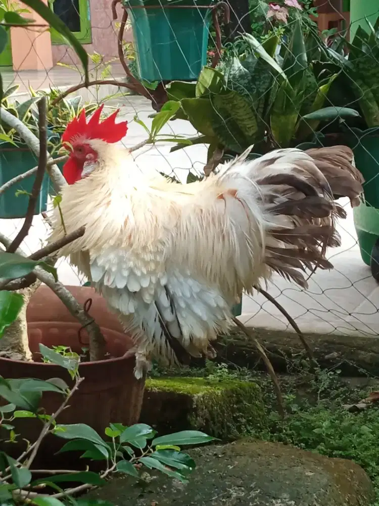 Ayam kate chochin walik sepasang