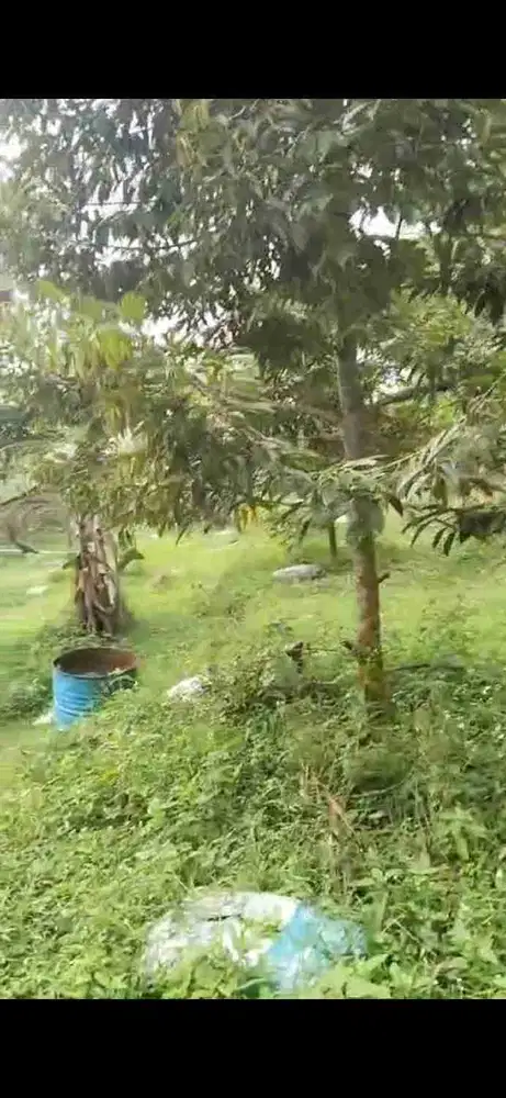 kebun durin berbagai varian sudah buah