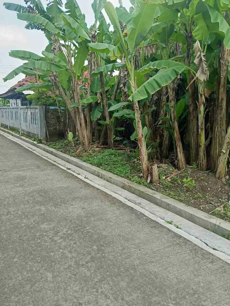 Tanah pekarangan siap bangun murah