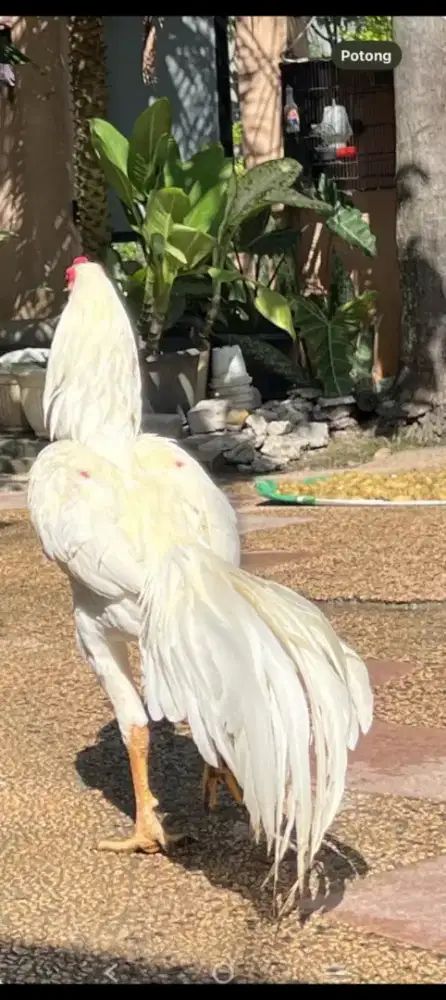 Di jual ayam assel cross