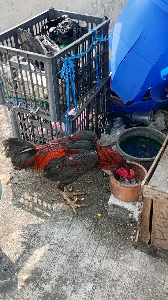 Ayam bangkok kualitas