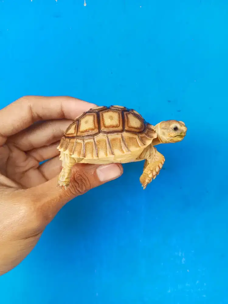 SULCATA SIZE 7CM