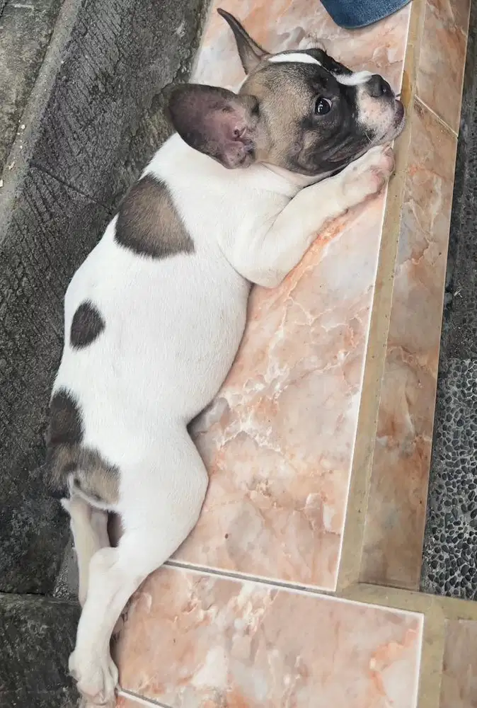 French Bulldog x Bully