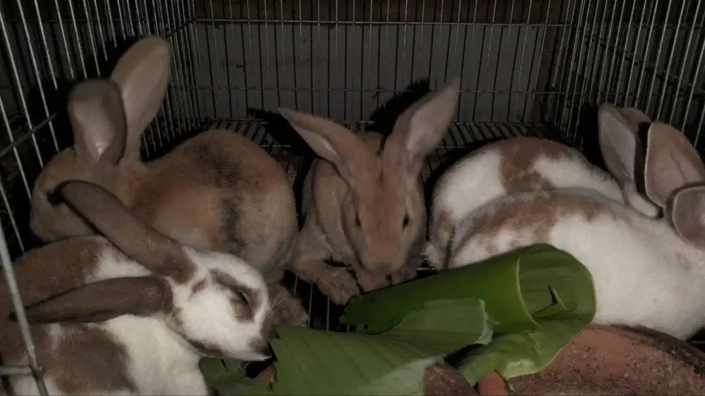 Kelinci Usia 4Bulan - Jantan