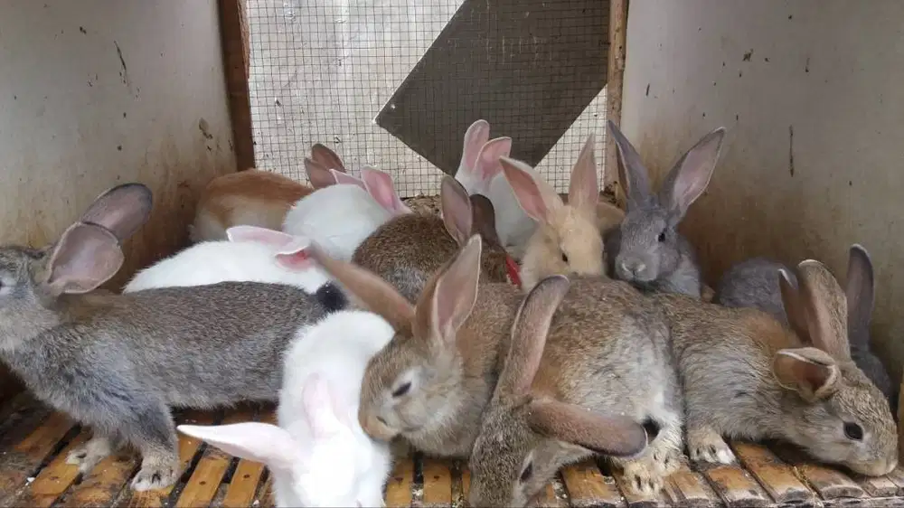 Kelinci Anggora Lokal 2 Bulan