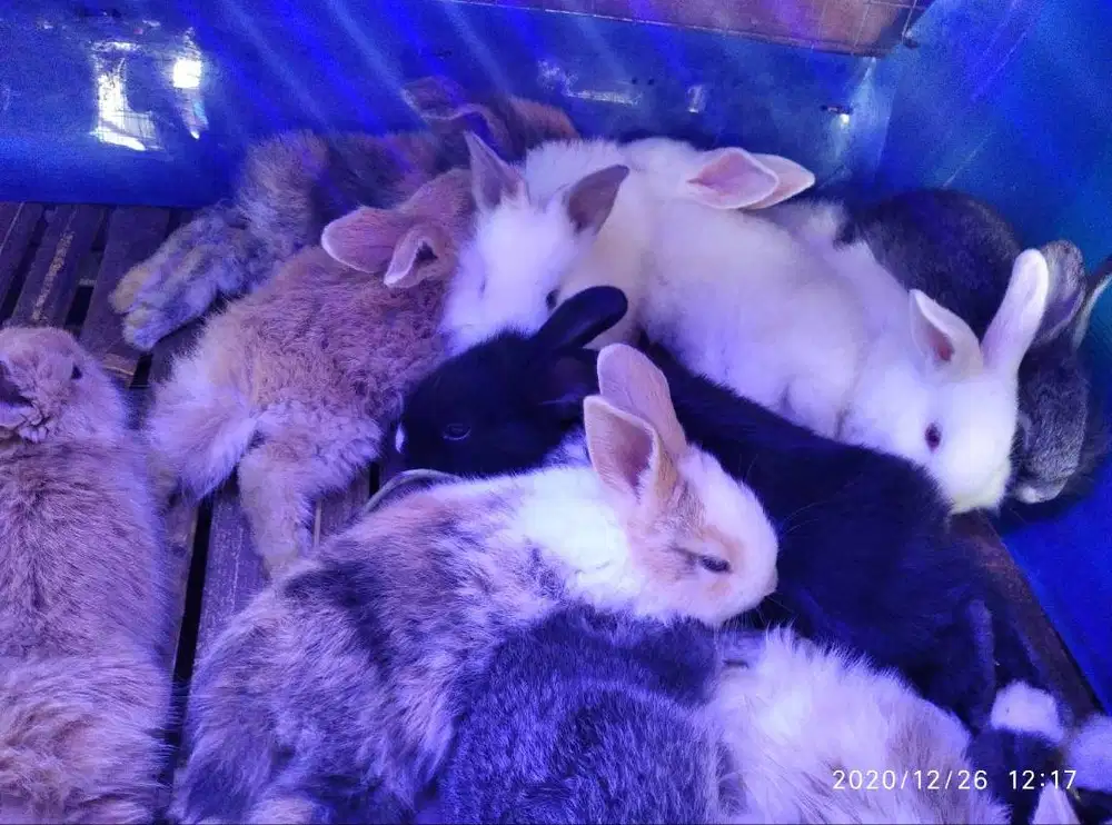 Kelinci Anggora Lokal 2 Bulan