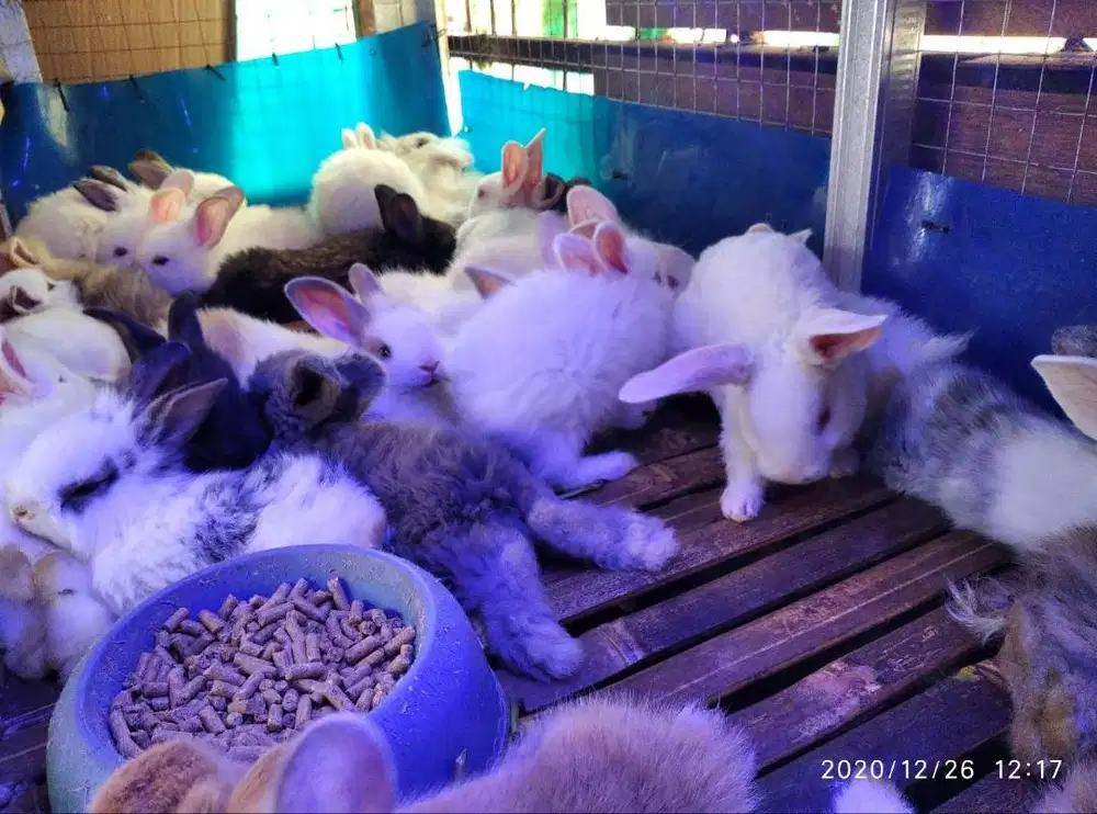 Kelinci Anggora Lokal 2 Bulan