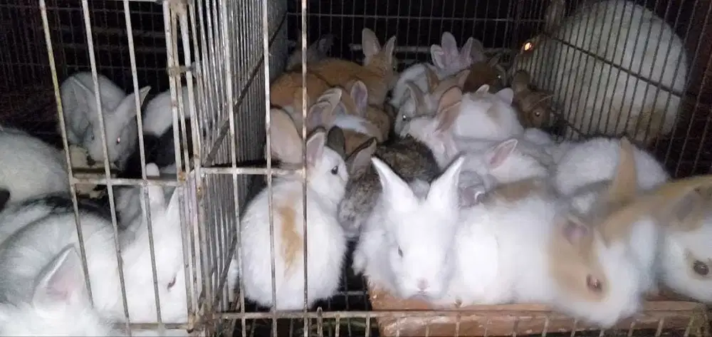 Kelinci Anggora Lokal 2 Bulan