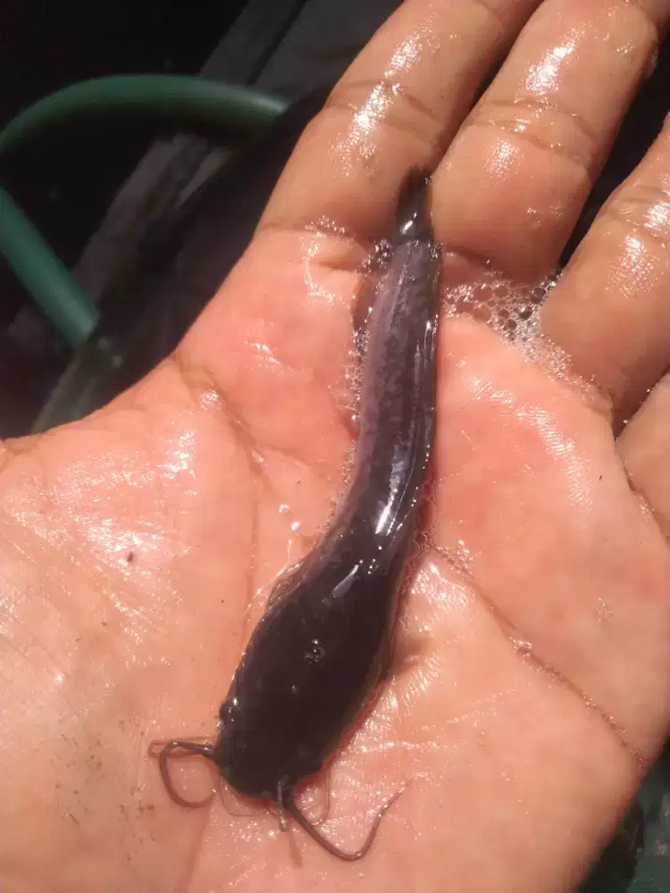 Bibit Lele Sangkuriang dan mutiara UK 7-9 cm