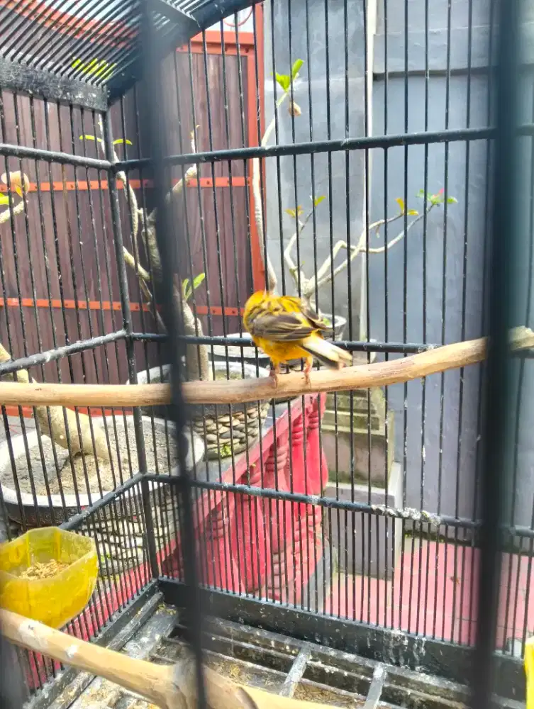 Kenari loper umur 11 bln sehat no minus gacor dorrr jual burja