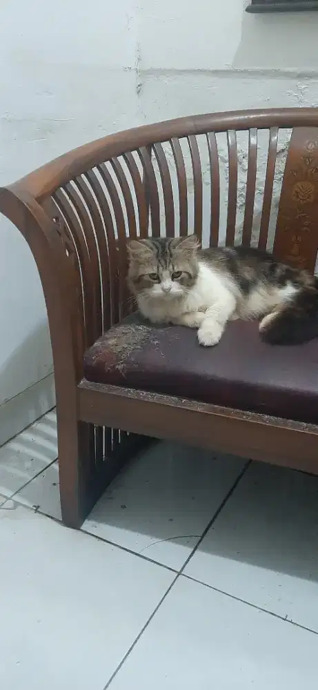 Lepas Adopsi kucing Calico Jantan