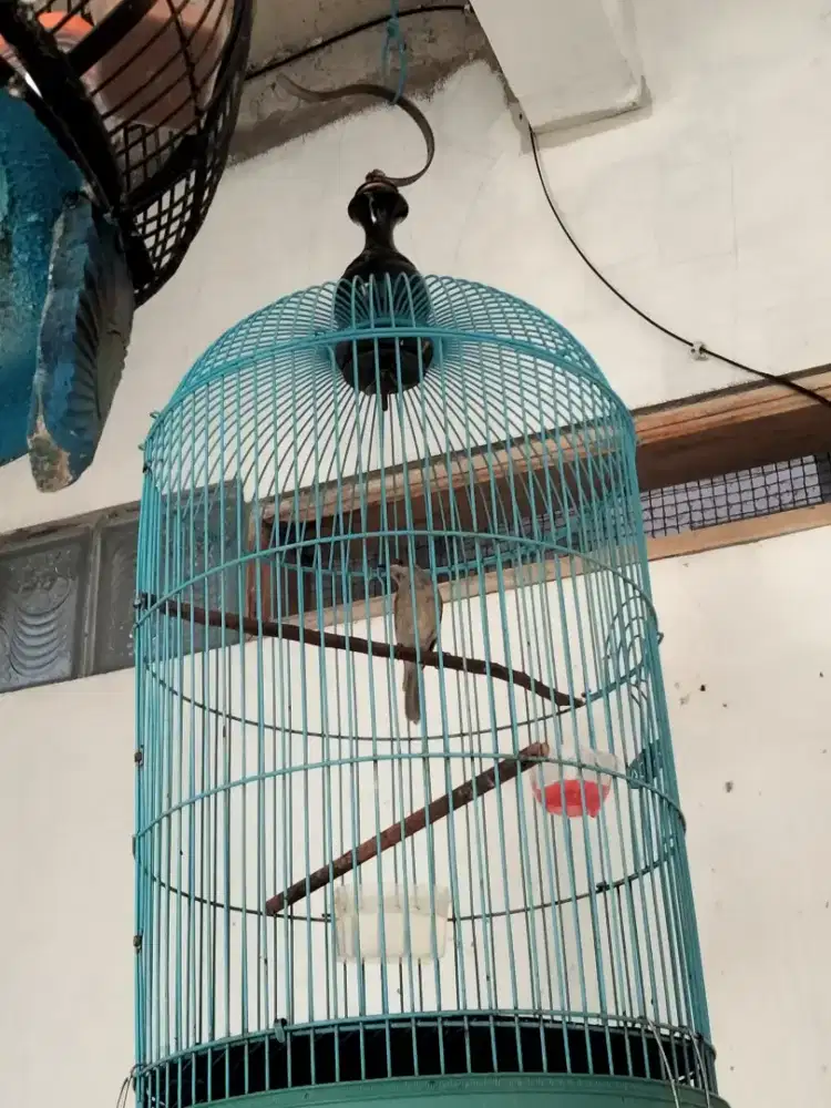 Burung Cucak Kombo gacor top