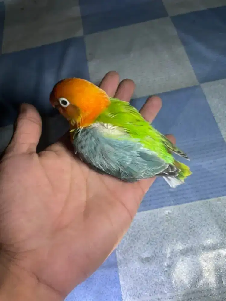 LOVEBIRD BIOLA HALFSIDER PAUD