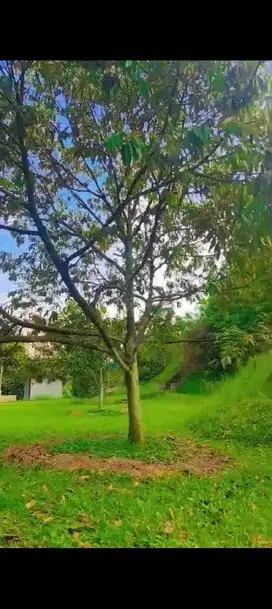 di jual tanah kebun view keren gunung salak di bocimi cigombong