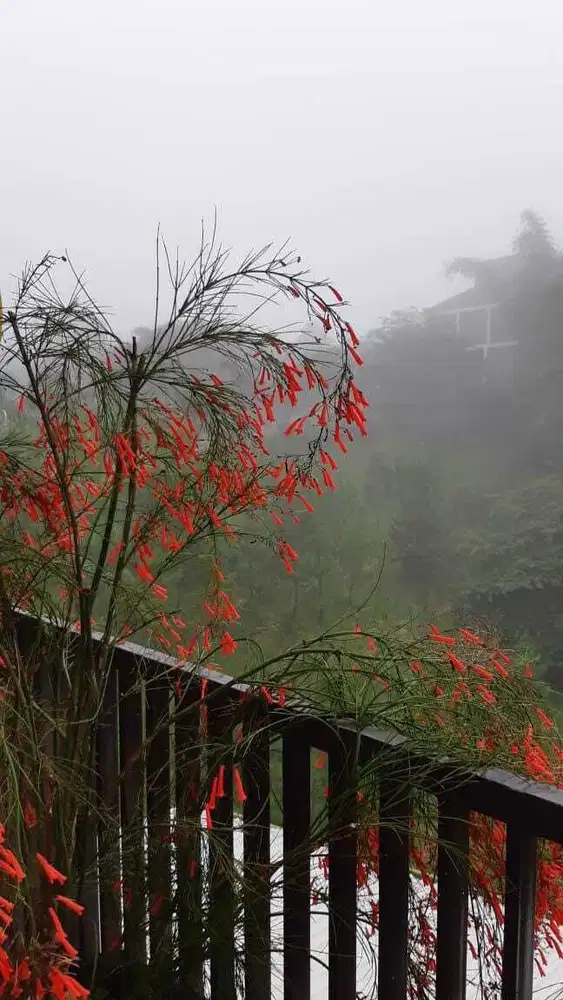 Tinggal Bawa Koper Ciwaruga