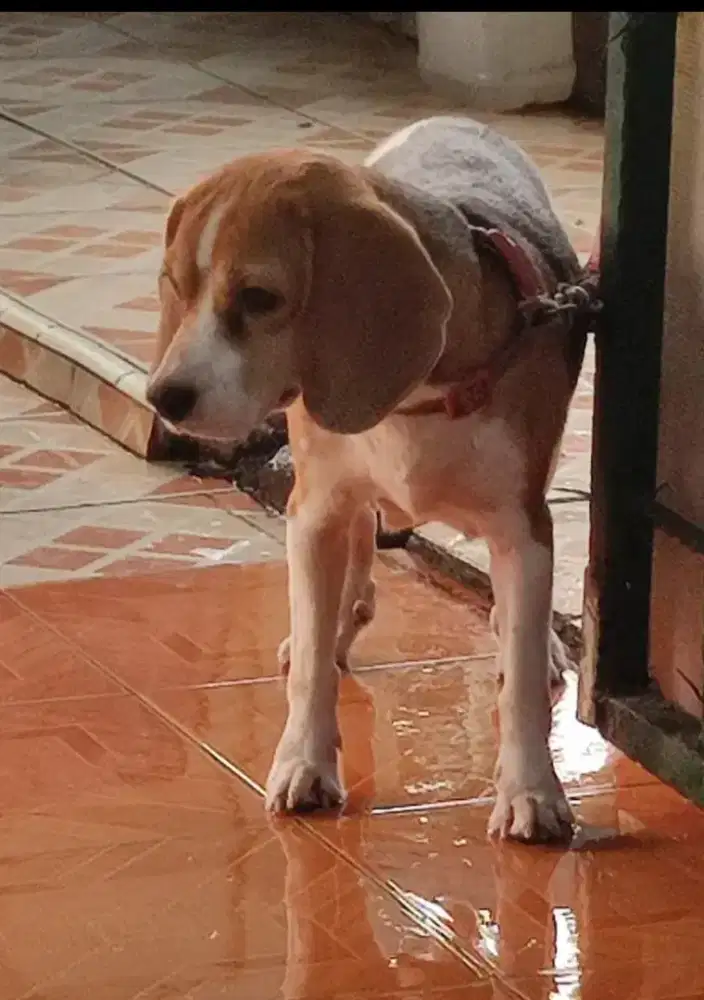 Jual Anjing Beagle Tricolor