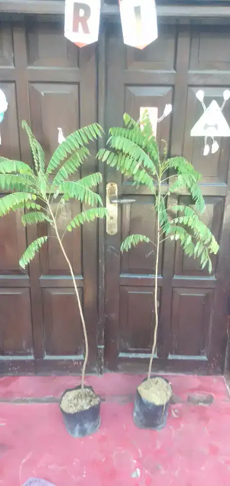 Tanaman belimbing wuluh