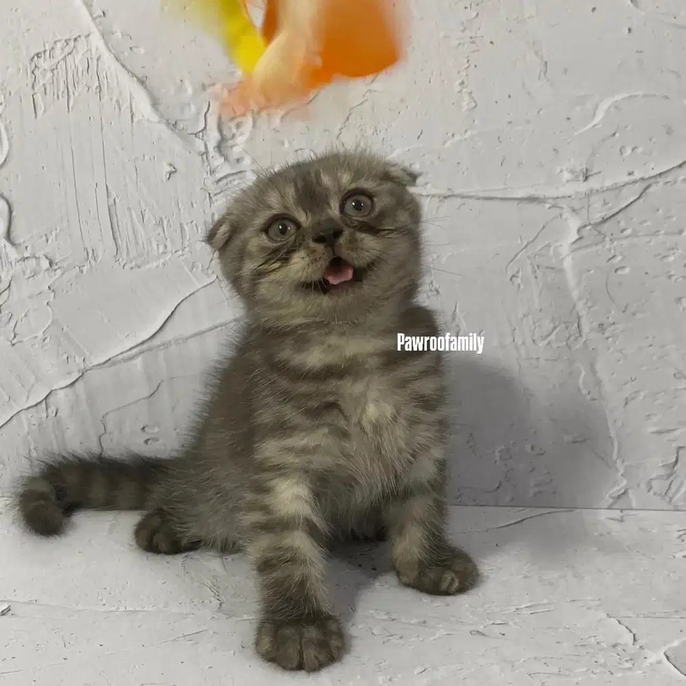 Scottish Fold Hitam Tabby