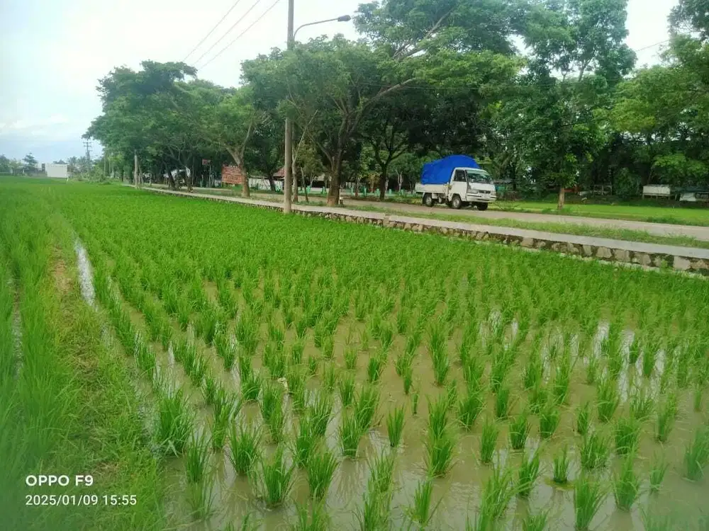 DI JUAL MURAH TANAH SAWAH PRODUKTIP 2171 METER  KRAMAT WATU SERANG BANTEN