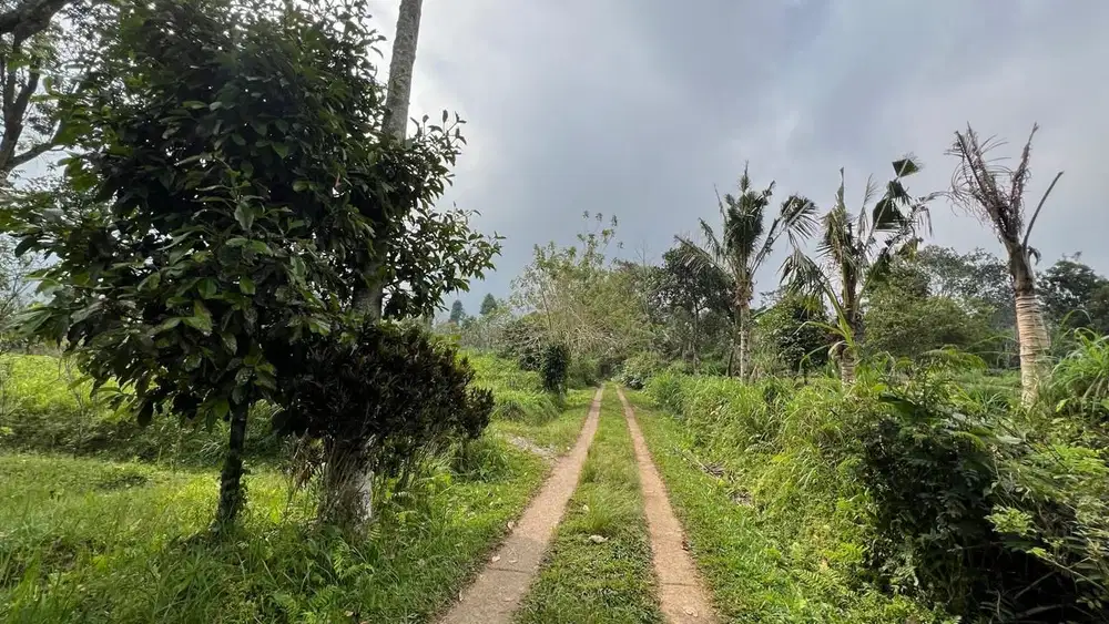 Tanah di ketinggian 800 MDPL di kawasan jatiluwih tabanan bali