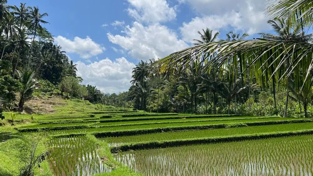 Di jual tanah dengan view Sawah terasering dan Gunung