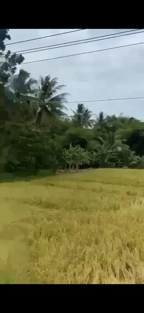 Jual Cepat Tanah SHM pinggir Jalan Purworejo dekat YIA (Bonus URUG)