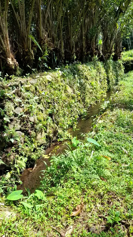 Tanah SHMP MURAH diTuri ada sungai kecil,view merapi u/villa pribadi