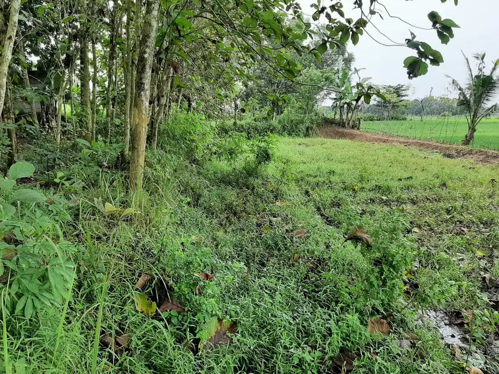 DIJUAL Tanah Kebun/Sawah Lokasi Blok Lio Margasari Tigaraksa