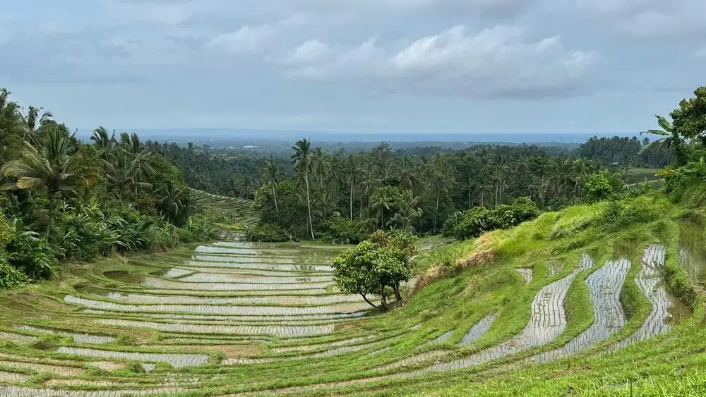 Di jual tanah los sungai dengan view sawah dan gunung