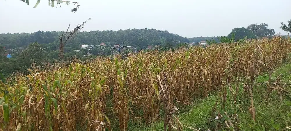 Di Jual Tanah Luas Tanah 9.508m di Mijen Semarang