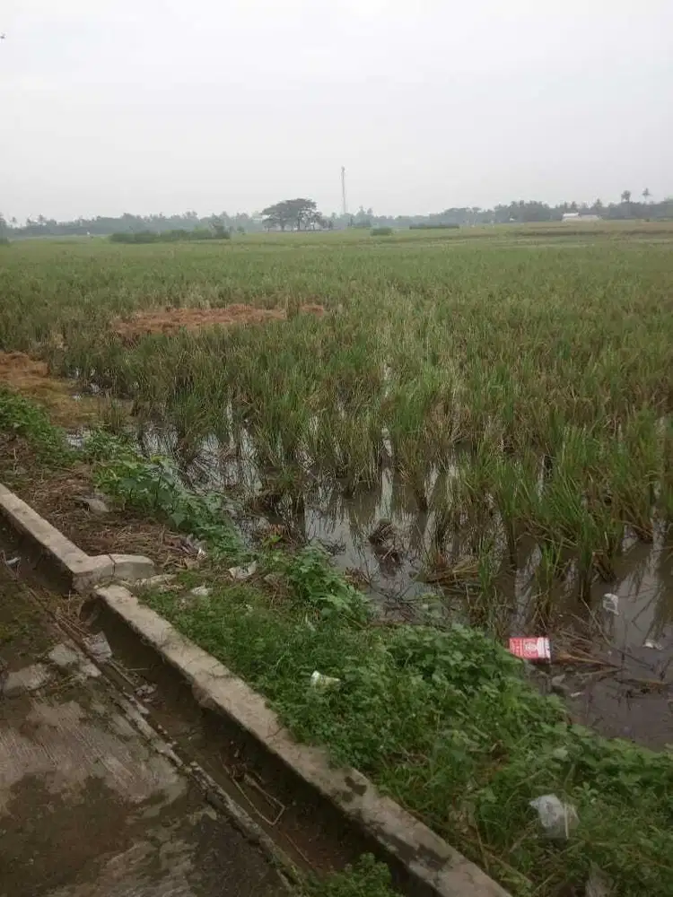 Dijual Cepat! Sawah Subur 6.360 m² di Karawang – Harga Terjangkau