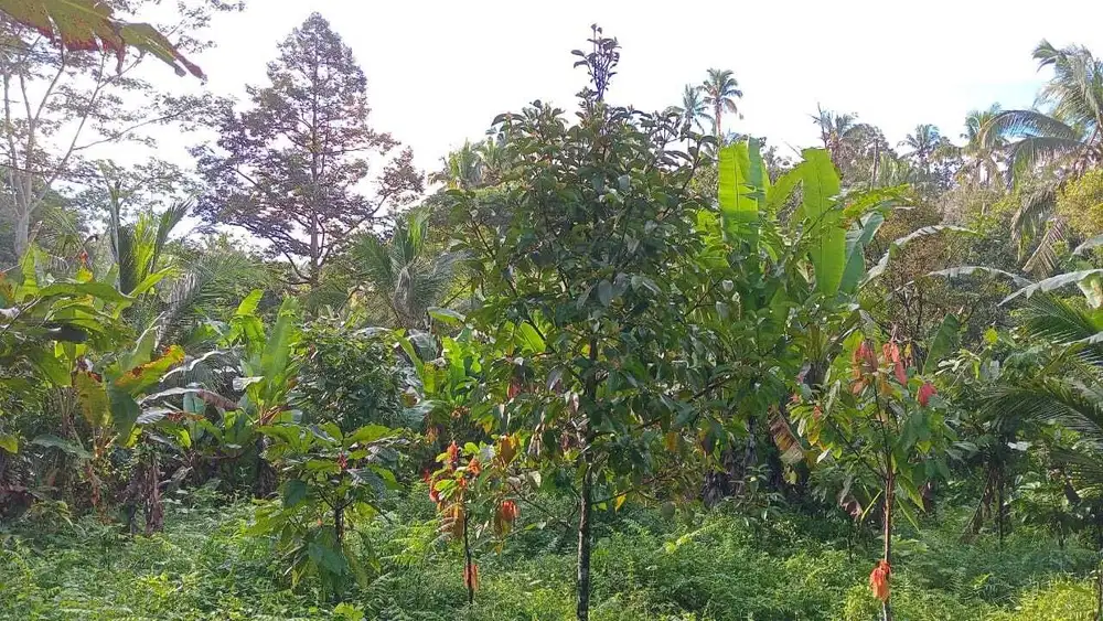 Dijual tanah kebun murah los sungai kecil