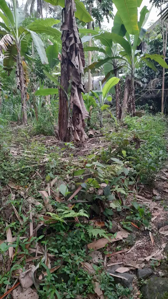 Tanah SHMP 2 Akses JLN di Pakem u/rumah tinggal ( NEGO )