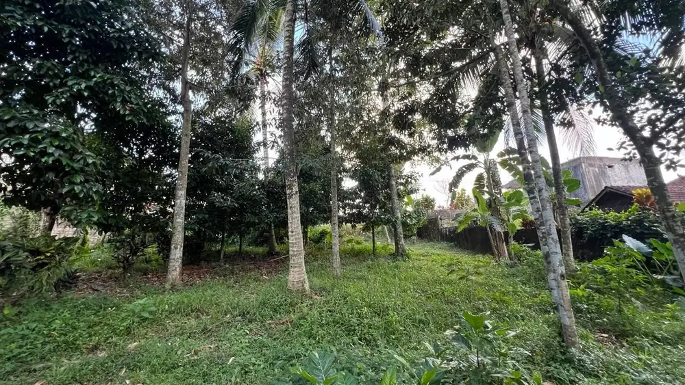Di jual tanah kebun manggis datar