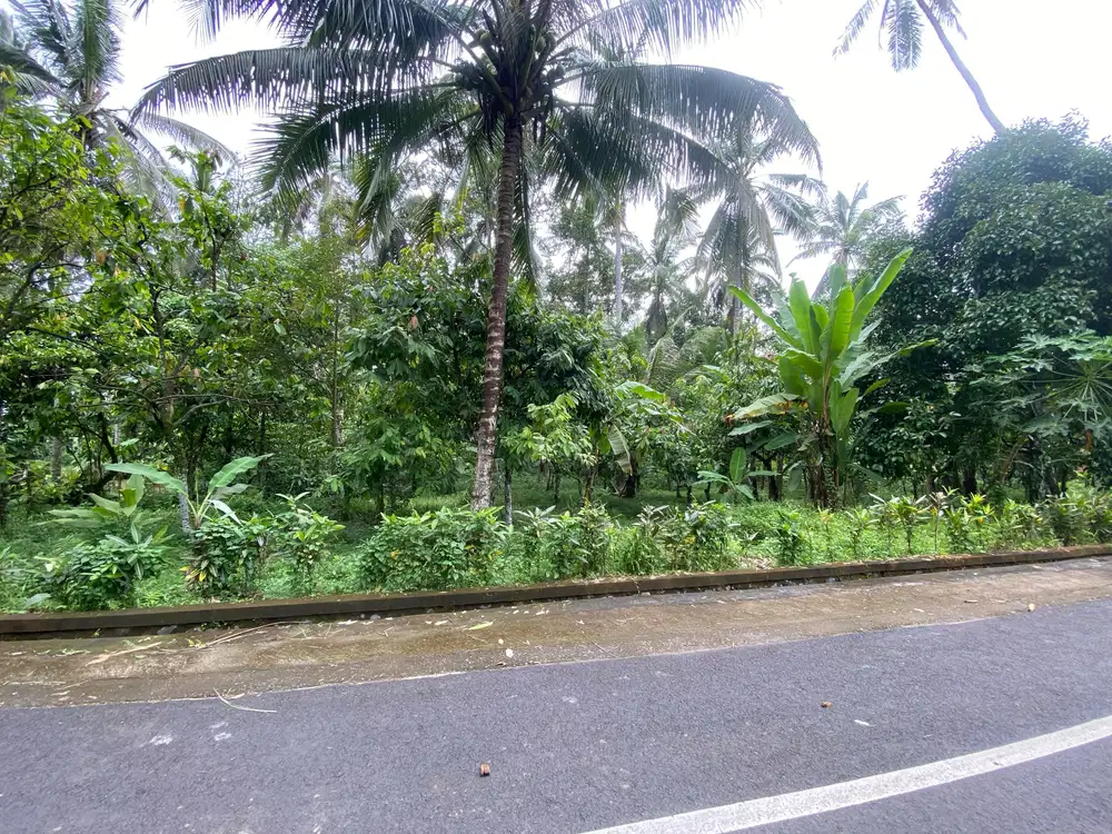 Di jual tanah kebun produktif