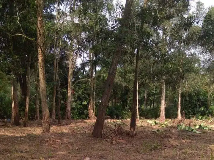 DIJUAL TANAH MURAH JALAN PESONA SEMATANG BORANG PALEMBANG