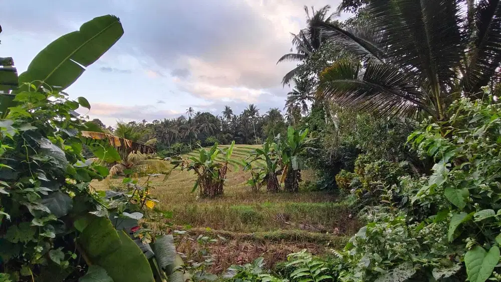 Tanah murah dengan view sawah dan sungai di tabanan