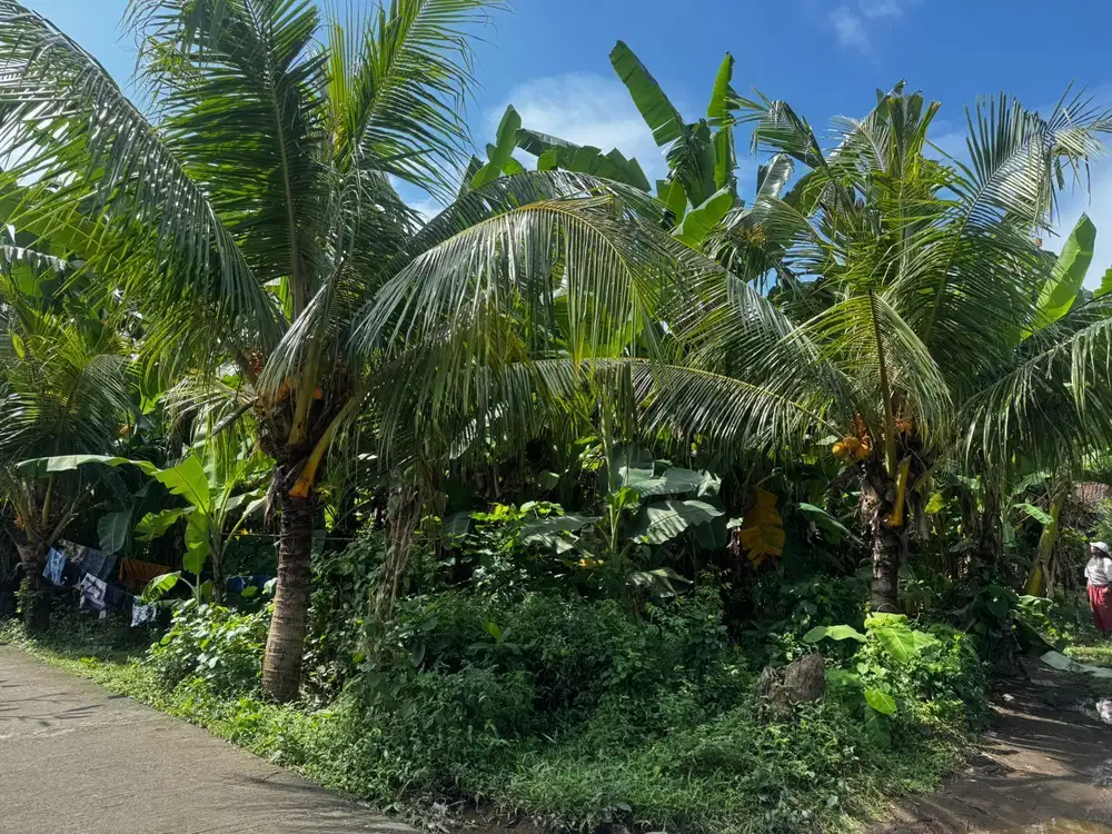 DIJUAL TANAH DI KLUNGKUNG  1855 m2 – DEKAT GOA LAWA