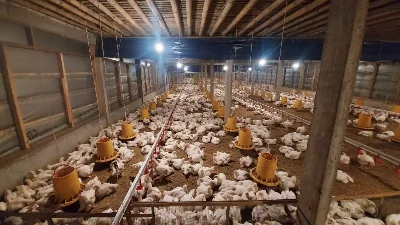 tanah plus usaha kandang ayam aktif tinggal lanjutin