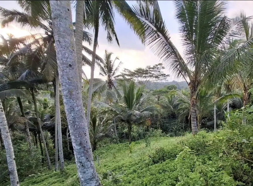 Tanah kebun murah view lembah dan sunset
