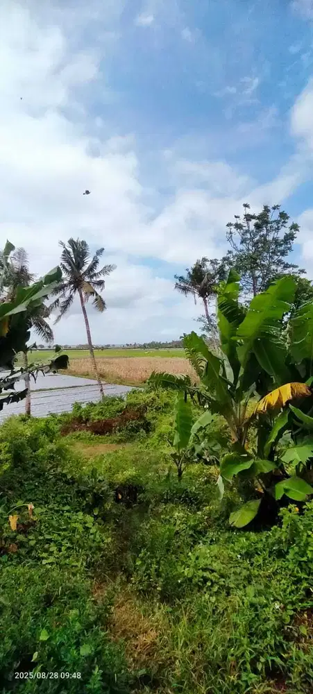 FOR SALE – LAHAN SAWAH PATOMAN, BLIMBINGSARI - BANYUWANGI