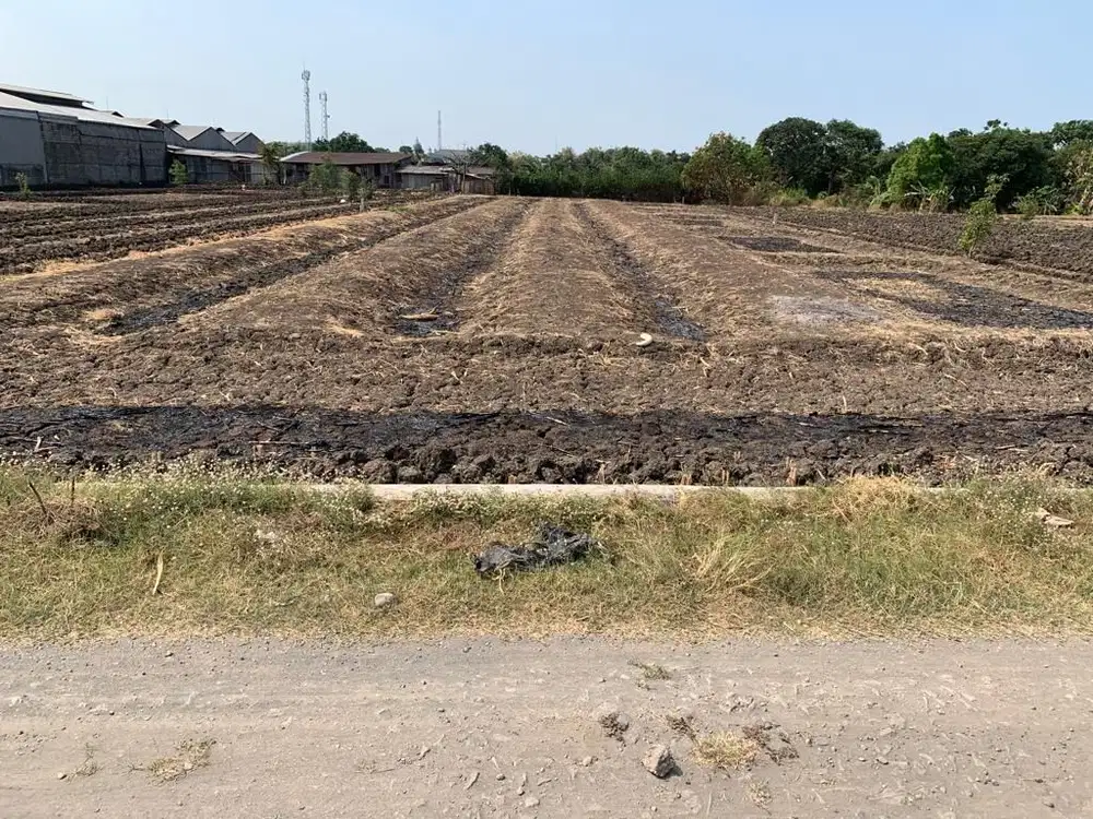 Raya domas menganti gresik