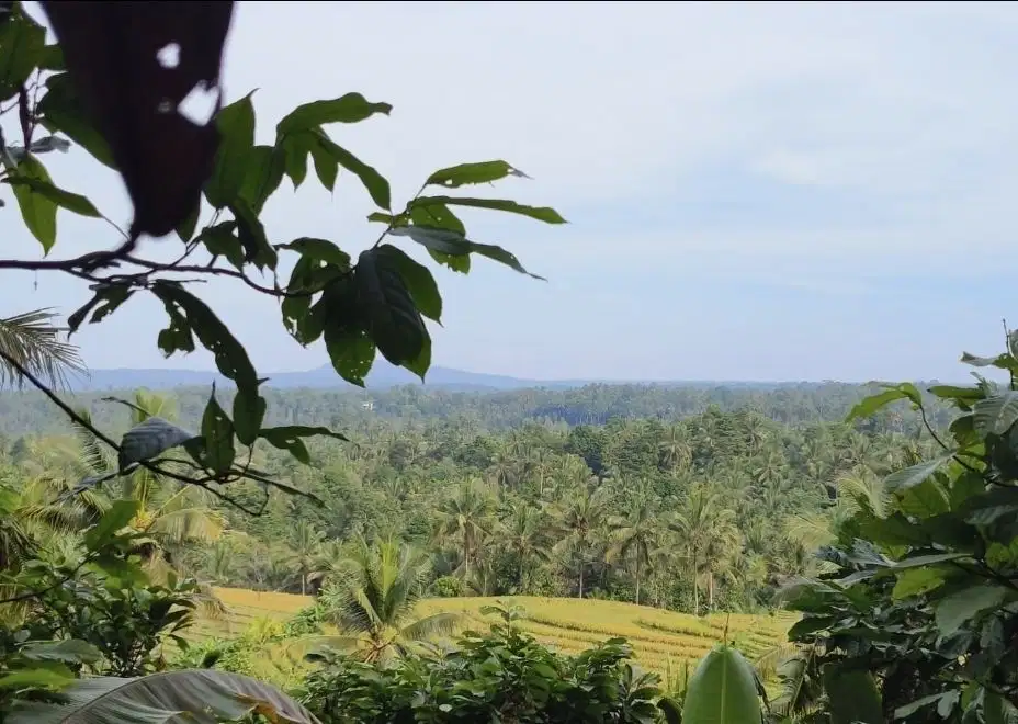 Tanah kebun view sawah dan lembah dengan suasana sejuk perbukitan